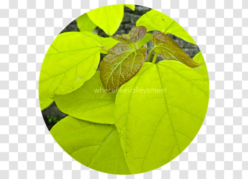 Leaf - Plant Transparent PNG