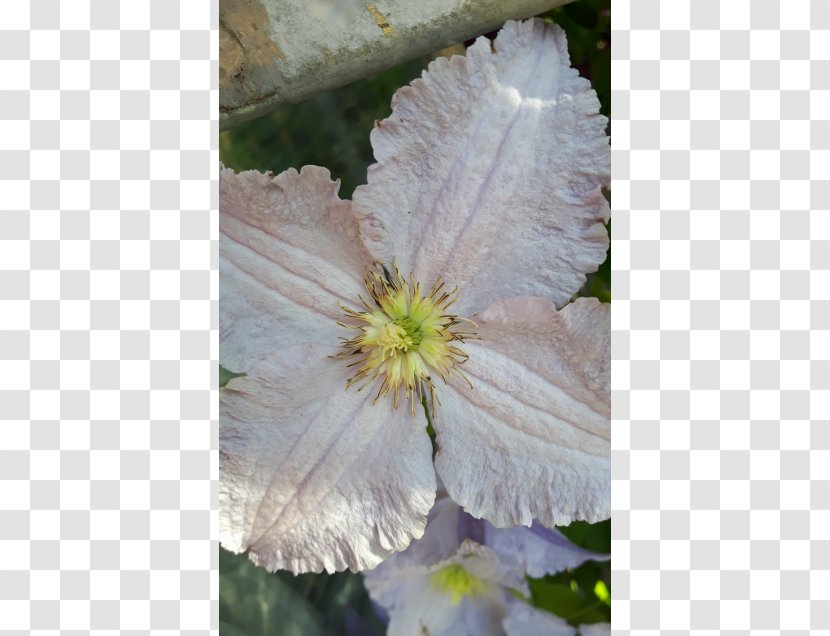 Leather Flower Wildflower - Clematis Transparent PNG