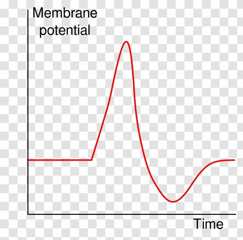 Action Potential Excitatory Postsynaptic Axon Resting - Text Transparent PNG