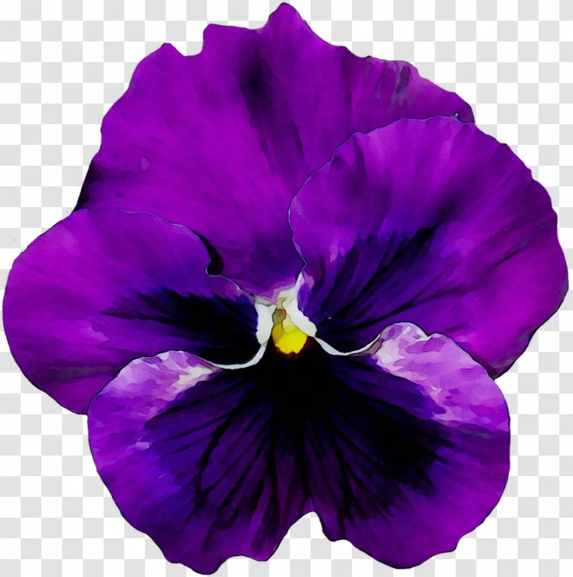 Pansy Flower Violet Vase - Floral Design - Garden Transparent PNG