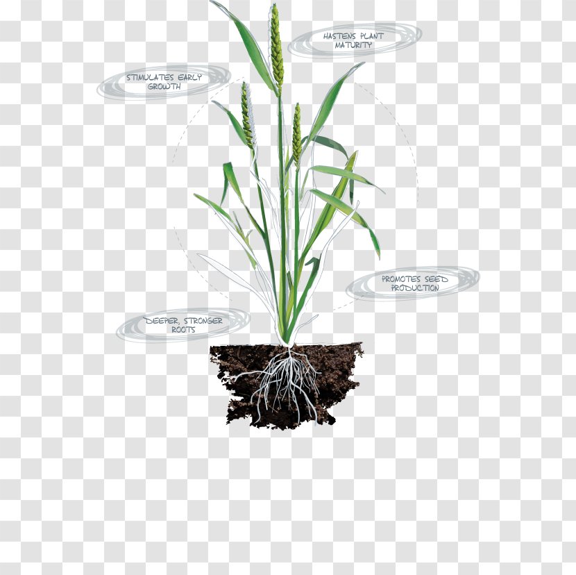 Nutrient Nitrogen Deficiency Plants Plant Nutrition Leaf Transparent PNG