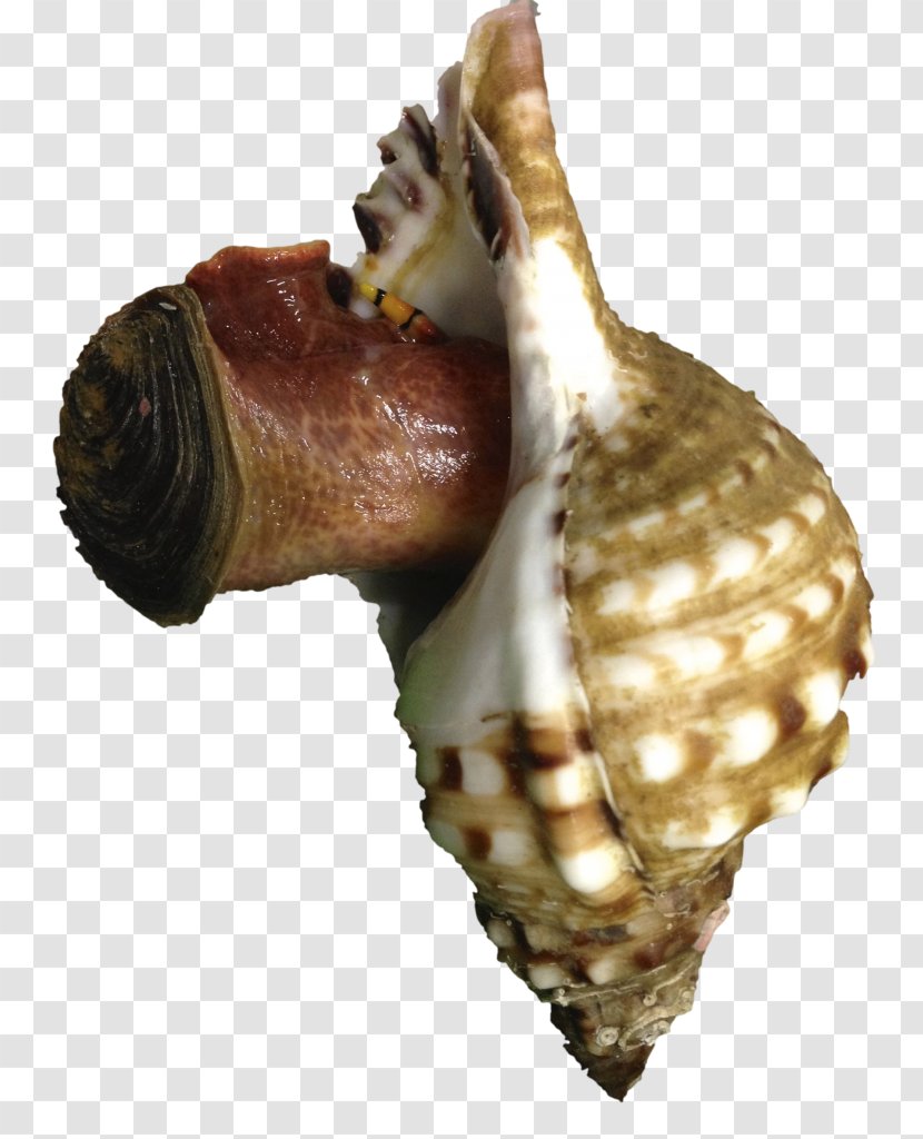 Sea Snail Seashell Invertebrate Cockle - Cephalopod - Mar Transparent PNG