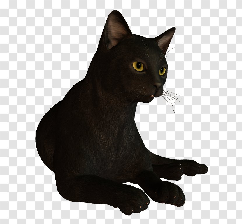 Black Cat Bombay Havana Brown Korat Domestic Short-haired - Shorthaired Transparent PNG