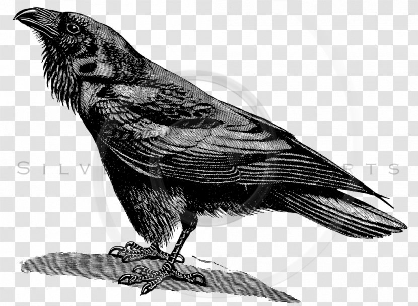 American Crow Common Raven Poster Illustration - Bird Transparent Transparent PNG