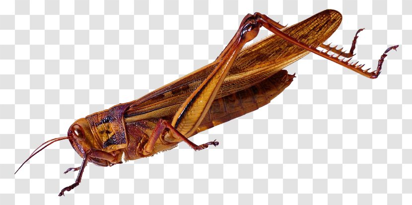 Insect Caelifera Grasshopper Locust - Bush Crickets Transparent PNG