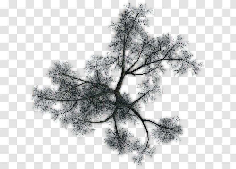 Larch Pine Twig Leaf Sky Plc - Monochrome Photography Transparent PNG