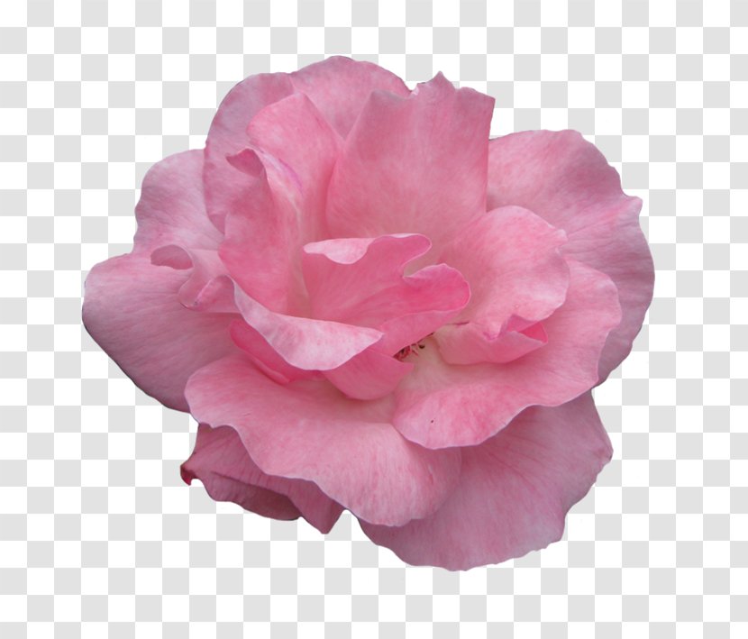 Rose Pink Flowers Clip Art Transparent PNG