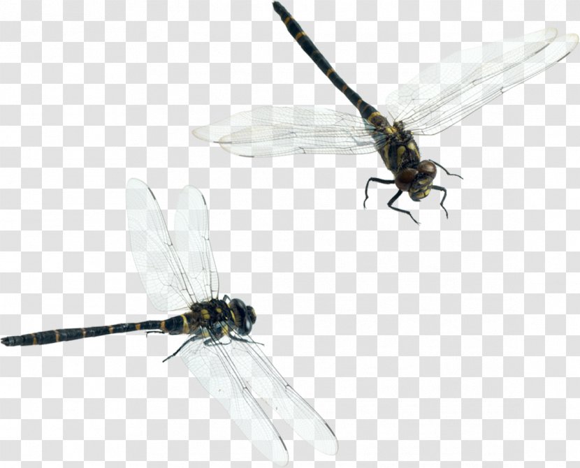 Dragonfly Download - Insect Transparent PNG
