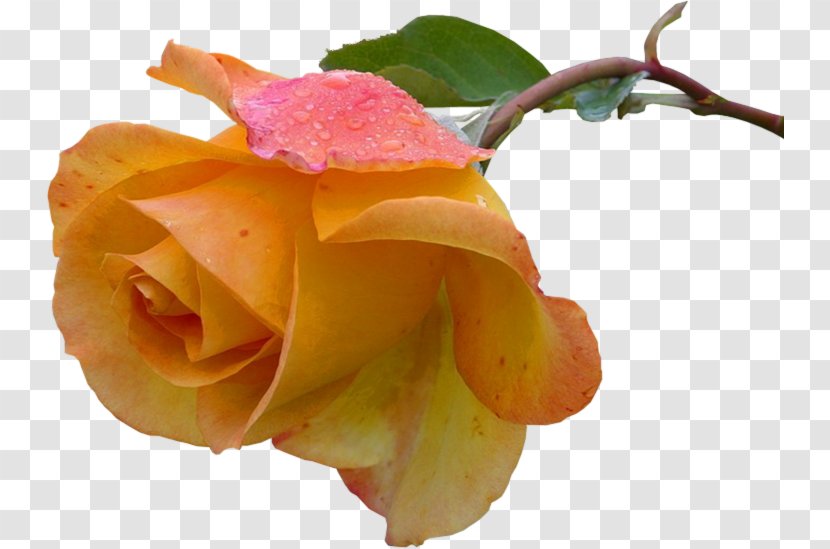 Pink Roses - Yellow - Plant Stem Peach Transparent PNG