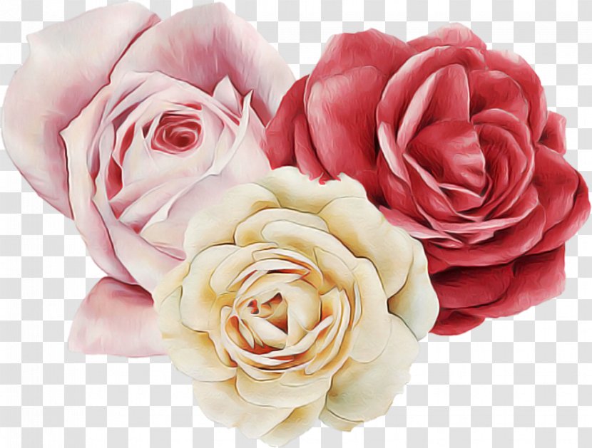 Garden Roses - Flower - Hybrid Tea Rose Plant Transparent PNG