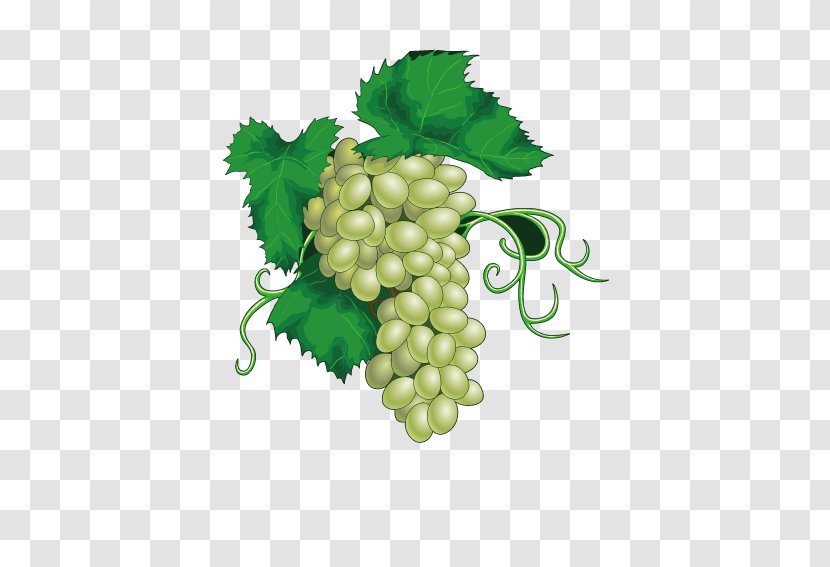 Common Grape Vine Juice Wine - Seedless Fruit - A Bunch Of Grapes Transparent PNG