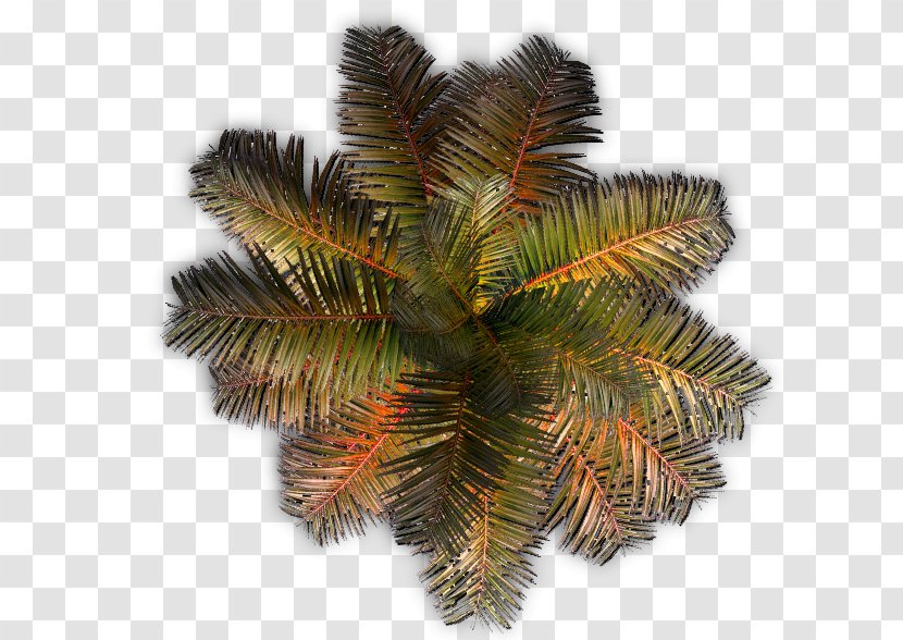 Arecaceae Tree Plant - Computer Software Transparent PNG