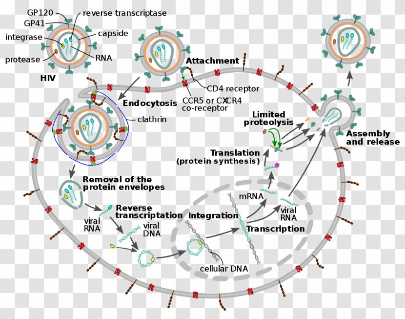 Management Of HIV/AIDS Virus Viral Replication - Point - Explosion Moment Transparent PNG
