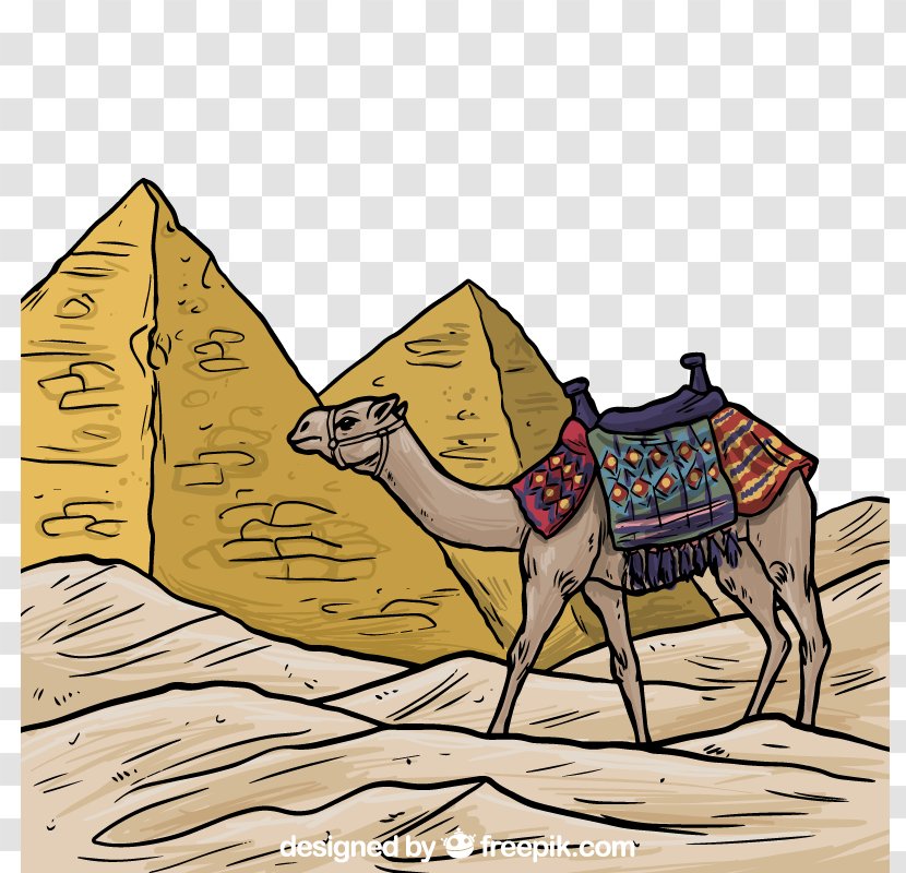 Egyptian Pyramids Bactrian Camel Ancient Egypt Illustration - Arabian - And Colored Vector Material Transparent PNG