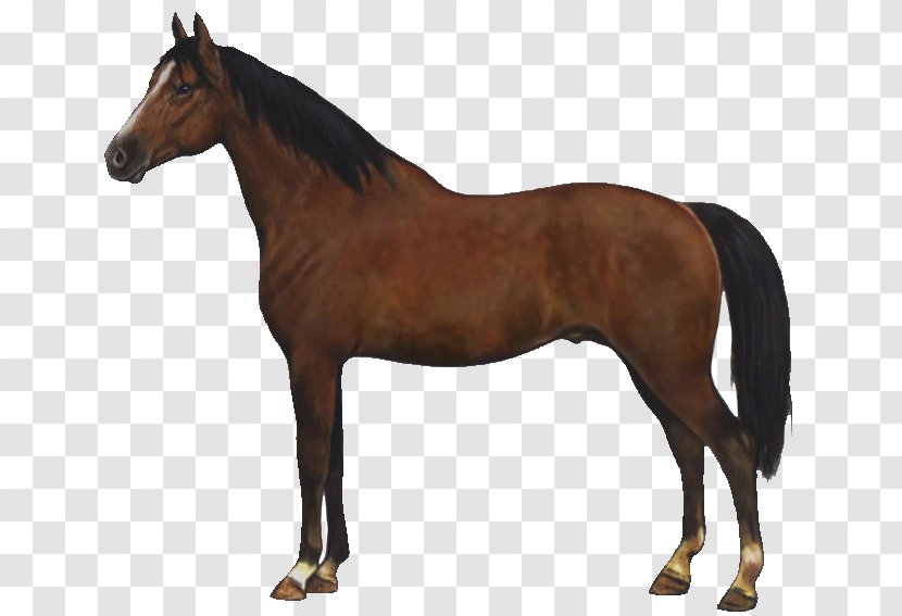 Gelderland Horse American Quarter Dutch Warmblood Arabian Stallion - Pony - Foal Transparent PNG