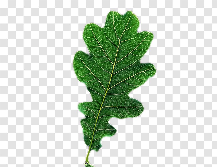 Leaf Tree - Plant - Quercus Robur Transparent PNG