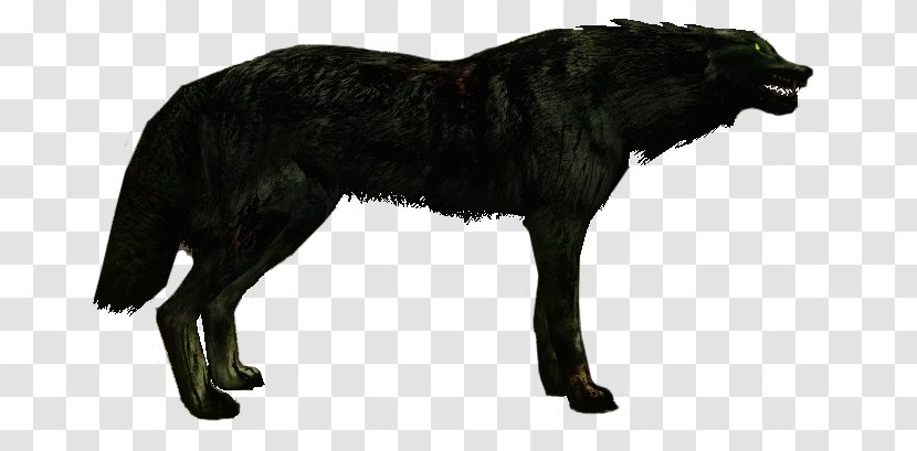 Gray Wolf Fauna Fur Wildlife - Big Bad Transparent PNG