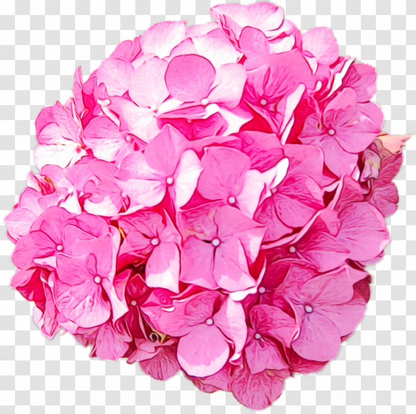 Hydrangea Cut Flowers Petal Pink M Flower Transparent PNG