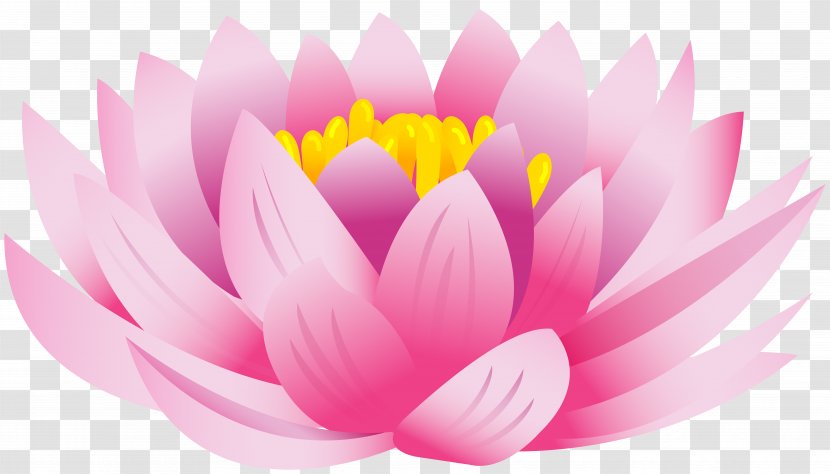 Nelumbo Nucifera Desktop Wallpaper Clip Art - Close Up - Lotus Flower Transparent PNG