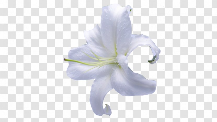 Lilium Flower - Rgb Color Model - HD Lily Transparent PNG
