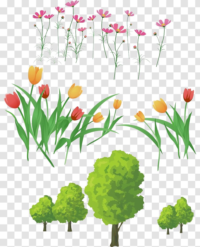 Tulip Flower Download Clip Art - Plant - Colored Tulips Transparent PNG