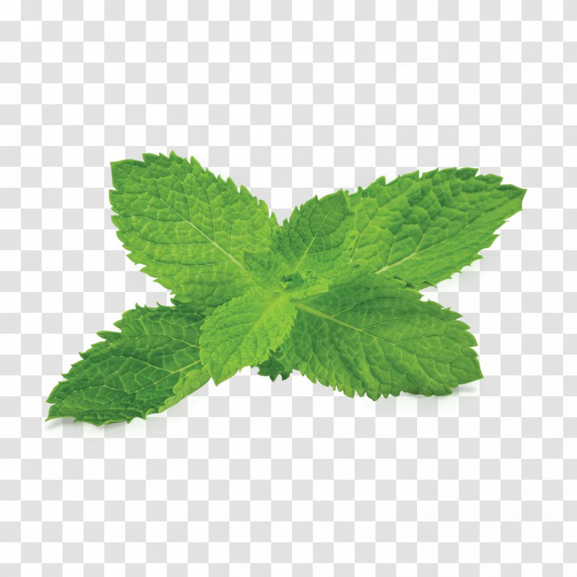 Peppermint Mentha Spicata Apple Mint Fumari, Inc. - Tobacco Transparent PNG