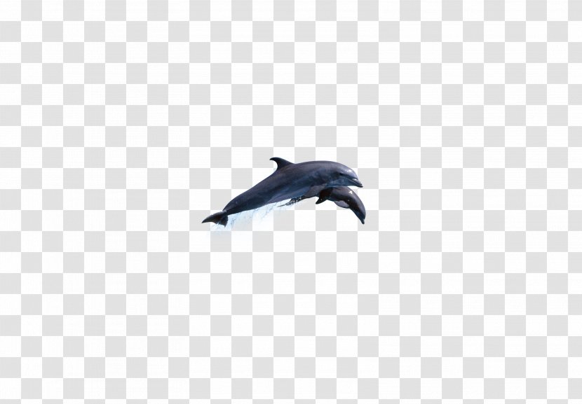 Dolphin Sky Microsoft Azure Wallpaper - Sharks Leap Transparent PNG