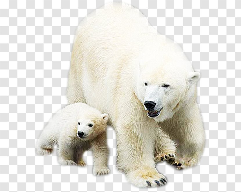 Polar Bear - Heart - White Animal Transparent PNG