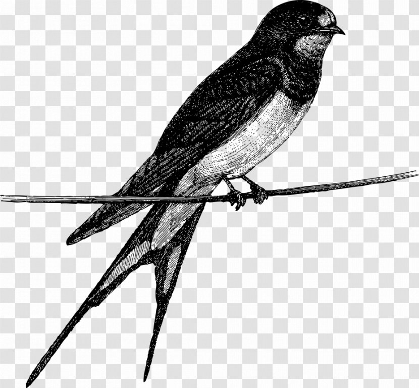 Vector Bird On Branch - Falcon - Songbird Transparent PNG