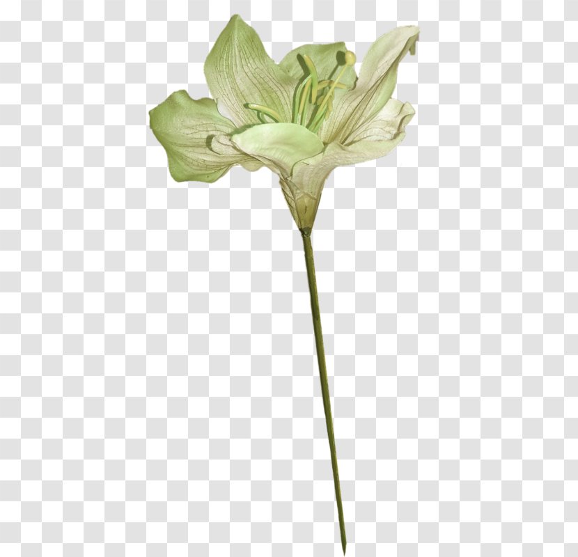 Lilium Green Flower - Lily Transparent PNG