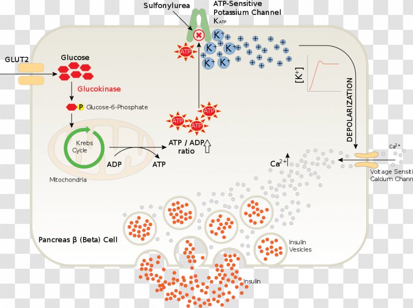 Pancreas Insulin Beta Cell Sulfonylurea Diabetes Mellitus Type 2 - Diagram - Release Transparent PNG