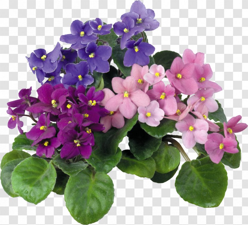 African Violets Houseplant Flower Color - Purple - Violet Transparent PNG