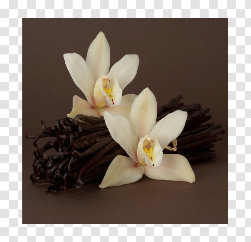 Vanilla Perfume Fragrance Oil Profiterole - Aroma Compound Transparent PNG