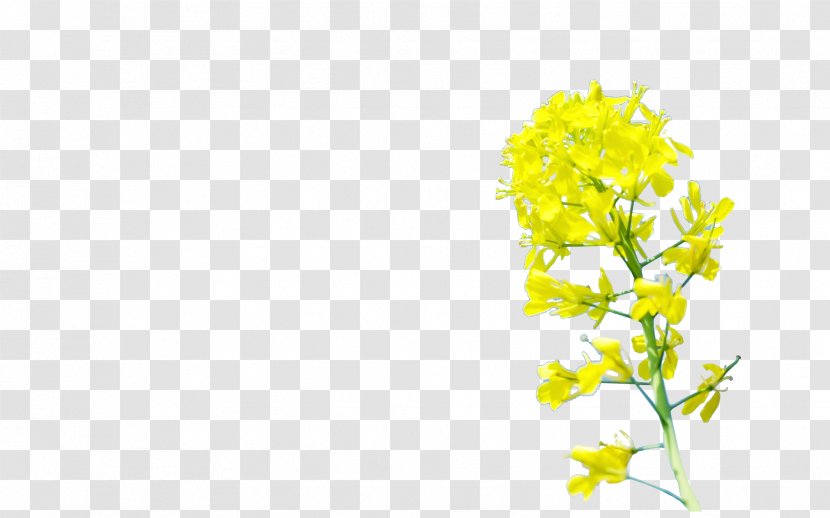 Yellow Floral Design Pattern - Computer - Chrysanthemum Transparent PNG