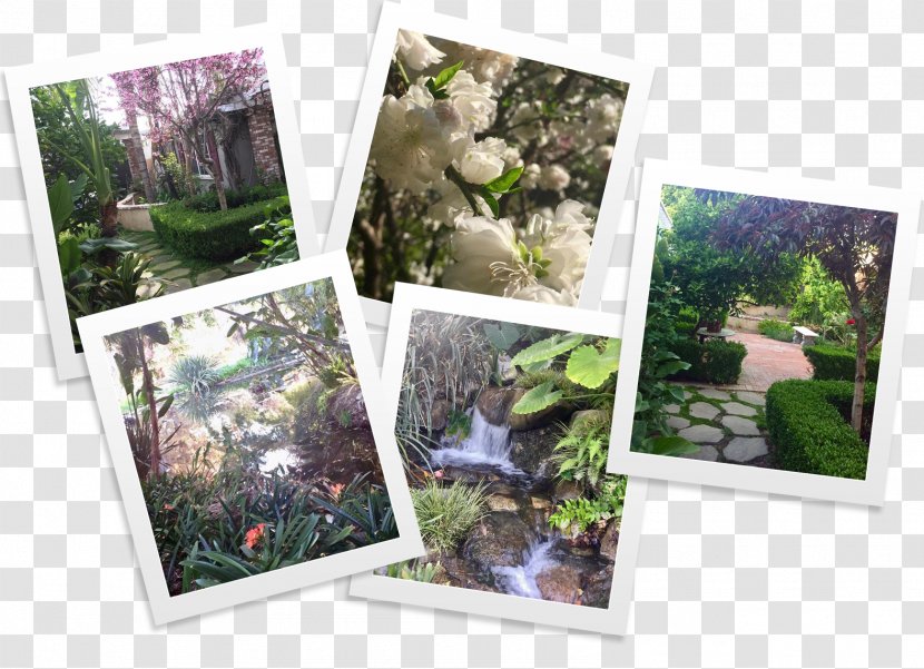 Garden Picture Frames Collage Houseplant Lawn Transparent PNG