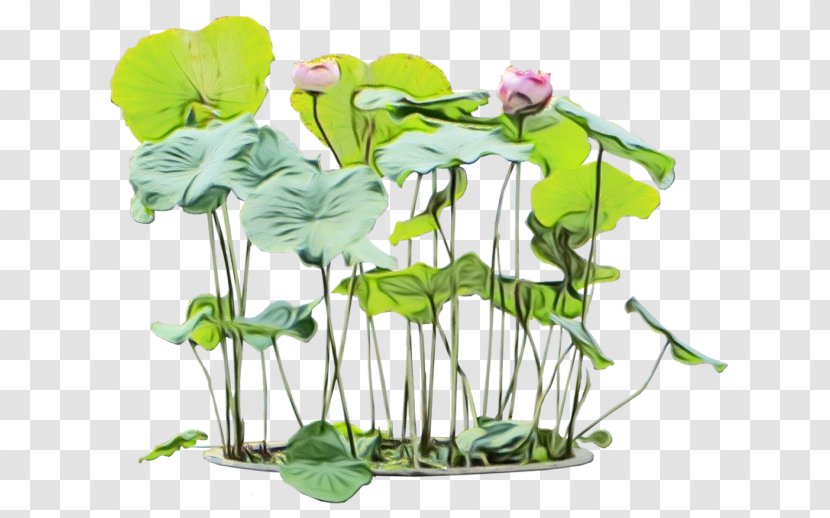 Flower Plant Aquatic Leaf Stem - Morning Glory Centella Asiatica Transparent PNG