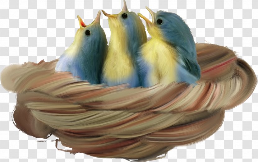 Bird Nest Houses - Animal Transparent PNG