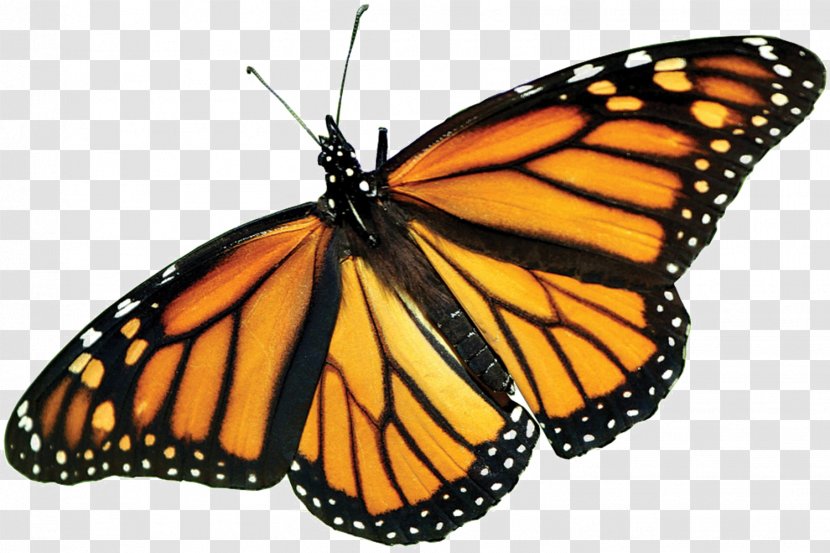 The Monarch Butterfly: International Traveler Insect Milkweed Butterflies - Brushfooted Butterfly Transparent PNG