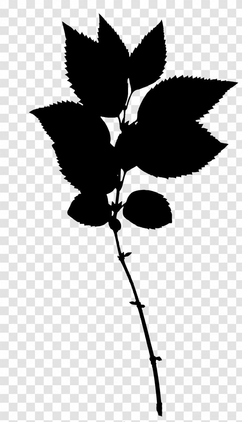 Flowering Plant Stem Leaf Silhouette - Botany - Flower Transparent PNG