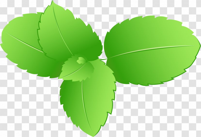 Leaf Green - Plant - Simple Leaves Transparent PNG