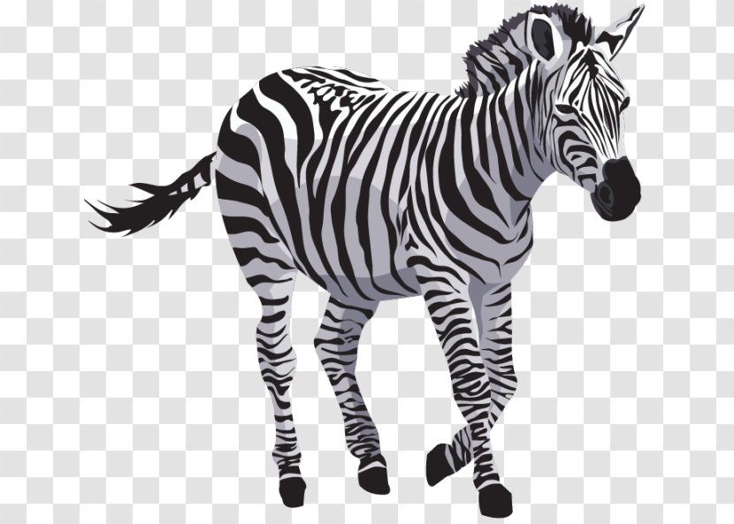 Zebra - Wildlife - File Transparent PNG
