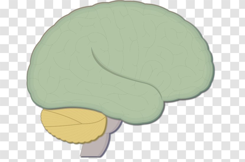 Brainstem Human Brain Nervous System Medulla Oblongata - Spinal Cord - Function Transparent PNG