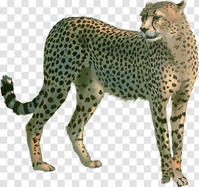 Cheetah Felidae Clip Art - Wild Cat Transparent PNG
