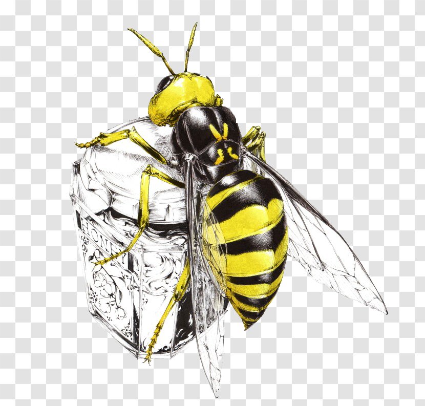 Honey Bee Hornet Insect Art - Frame Transparent PNG