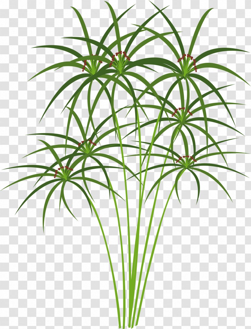 Paper Ancient Egypt Cyperus Papyrus Clip Art - Plant - Aquatic Plants Transparent PNG