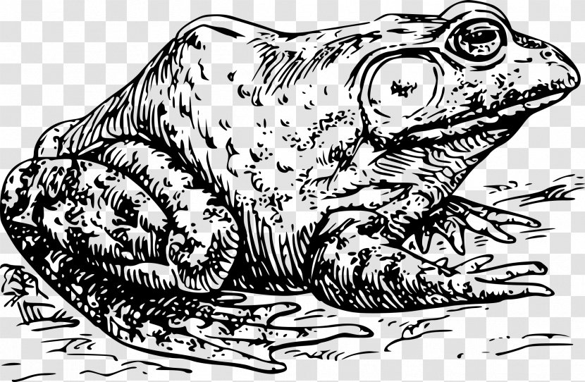 American Bullfrog Clip Art - Carnivoran - Toadblackandwhite Transparent PNG