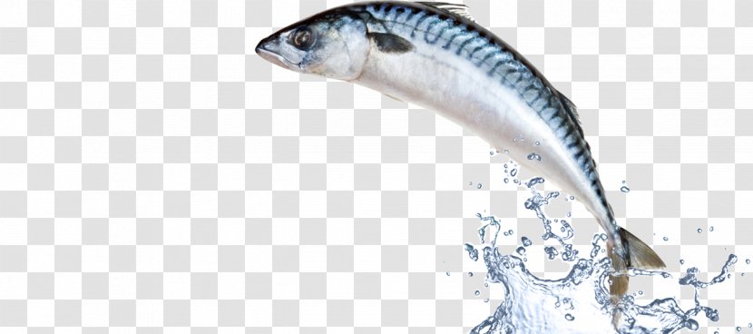 Fish Food - Business - Pesce Transparent PNG