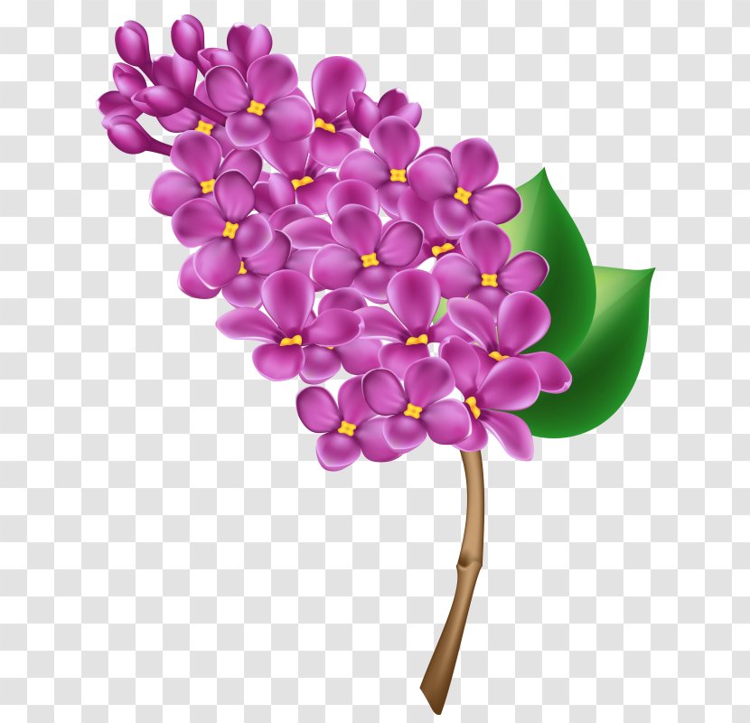 Clip Art Common Lilac Free Content Openclipart - Mexican Transparent PNG