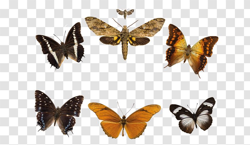Butterfly Cartoon - Lymantria Dispar Emperor Moths Transparent PNG