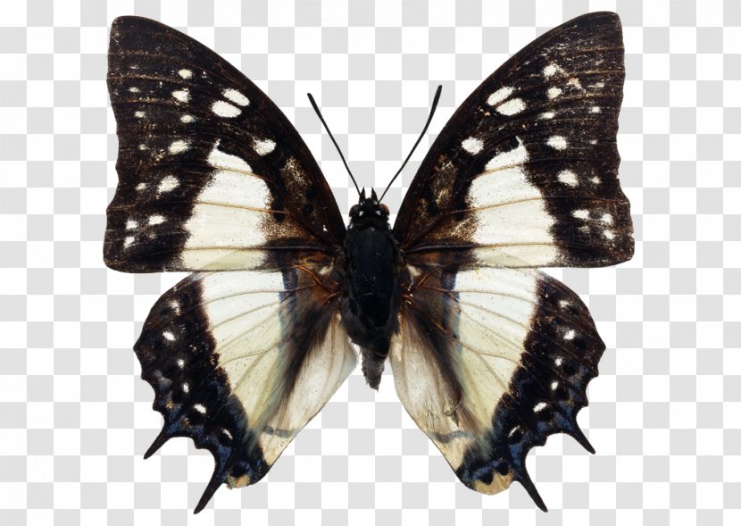 Butterfly Biology Doxocopa Insect Metamorfose Da Borboleta - Entomology Transparent PNG